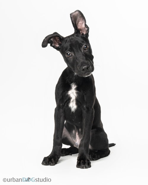 picture of the dog needing adoption
