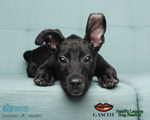 DIESEL - M - Doberman Pinscher / Labrador Retriever available for adoption