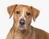 Cooper - M - Photo 4