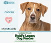 Cooper - M - Photo 1