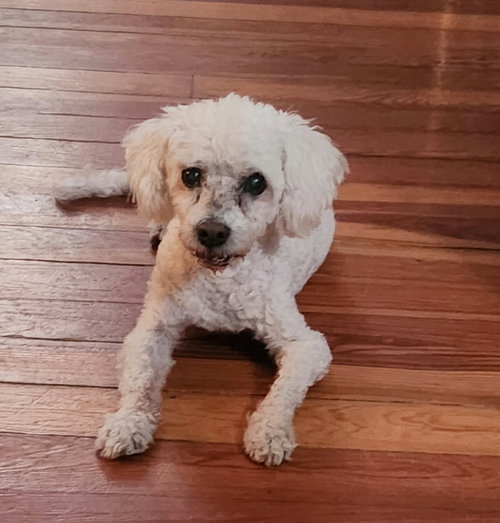 picture of the dog needing adoption
