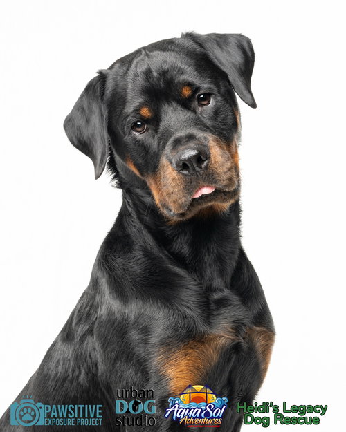 picture of the dog needing adoption