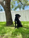 Barkley - M - Photo 4