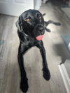 Barkley - M - Photo 5
