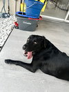 Barkley - M - Photo 6