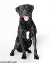 Barkley - M - Photo 1