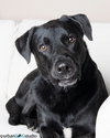 Barkley - M - Photo 2