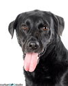 Barkley - M - Photo 3