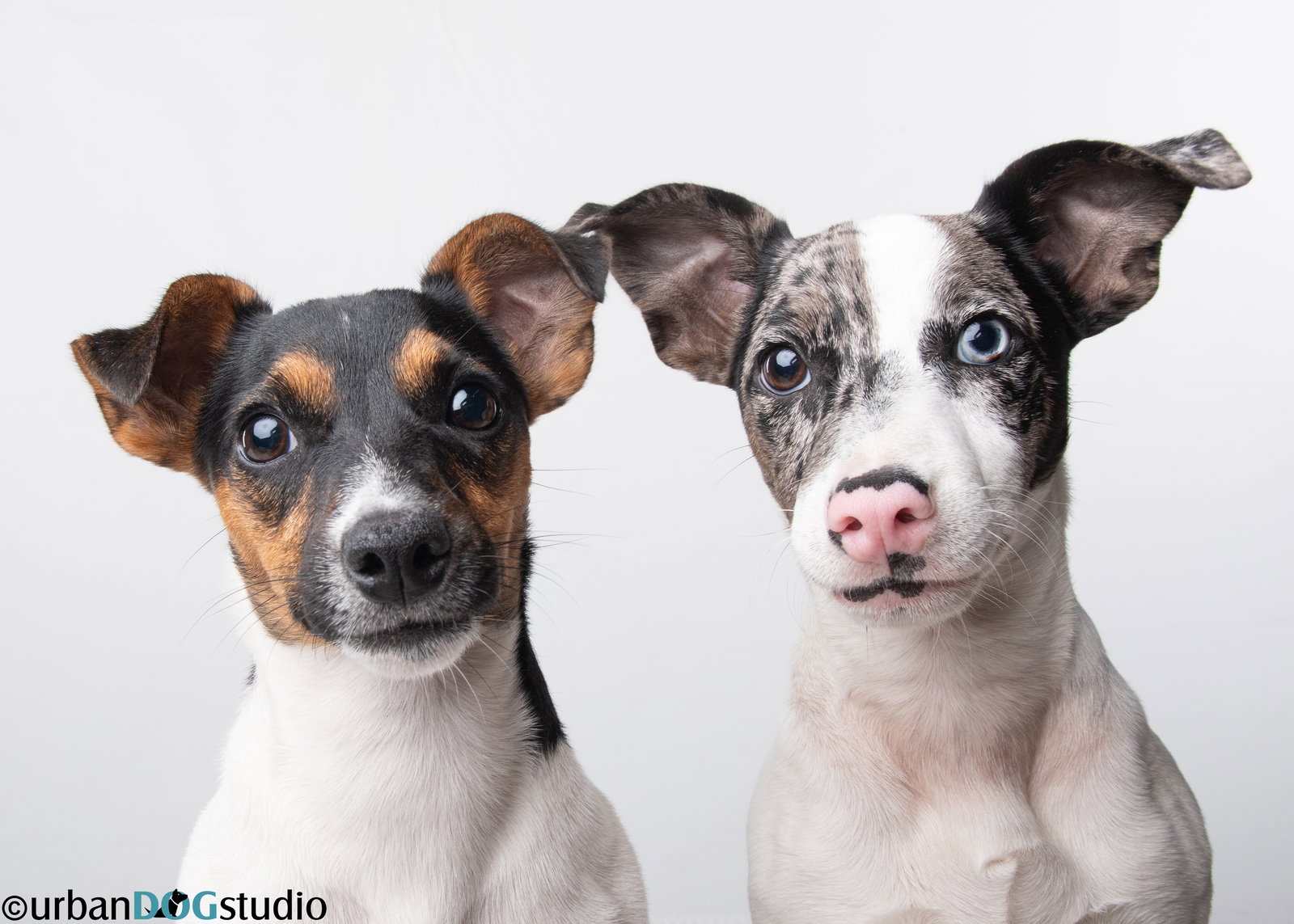 Peach & Sprout  - Bonded pair