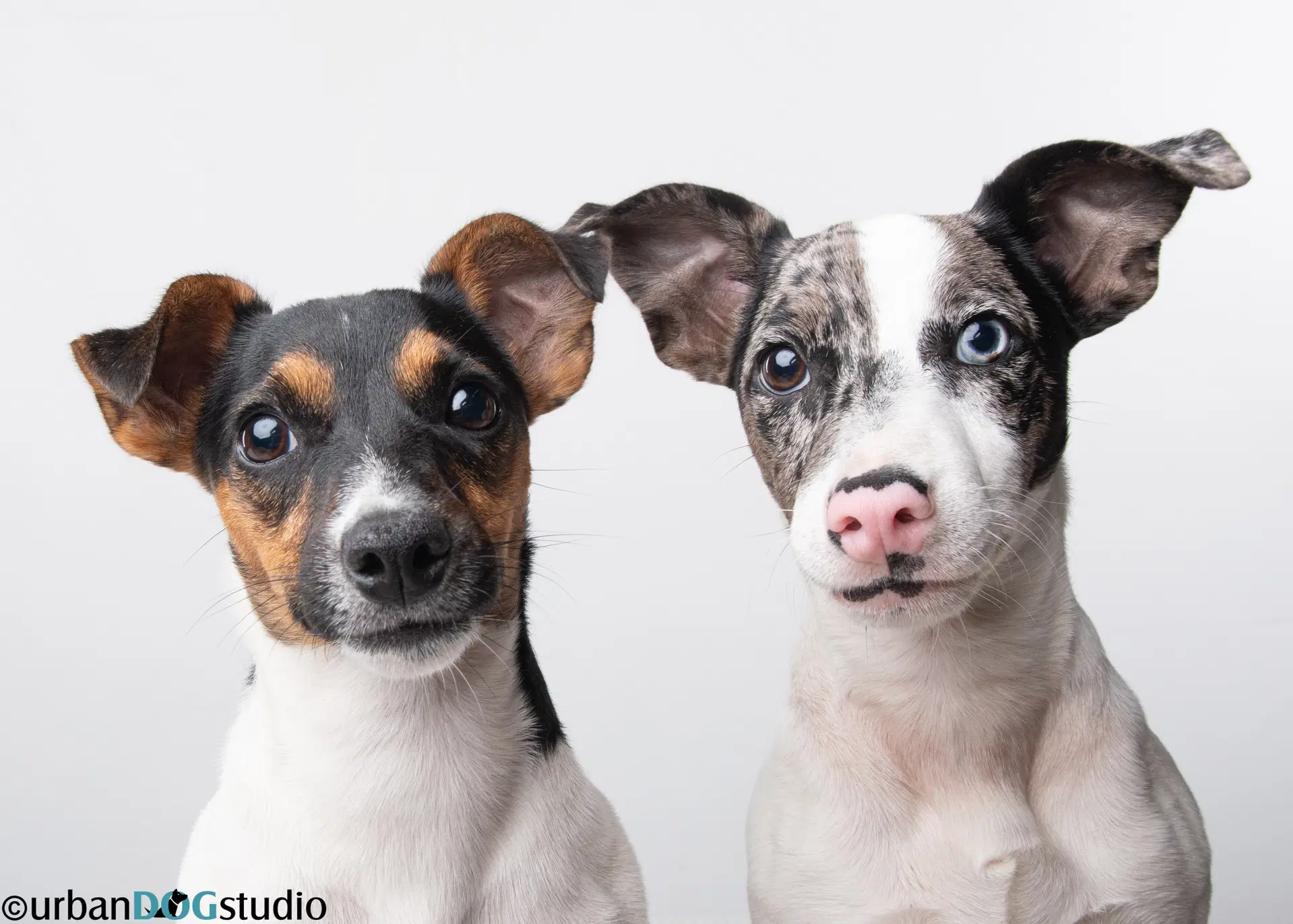 Peach  Sprout - Bonded Pair - Jack Russell Terrier