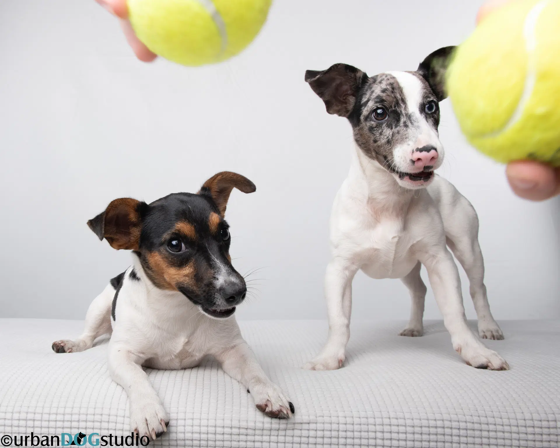 Bonded Pair - Peach  Sprout image 3