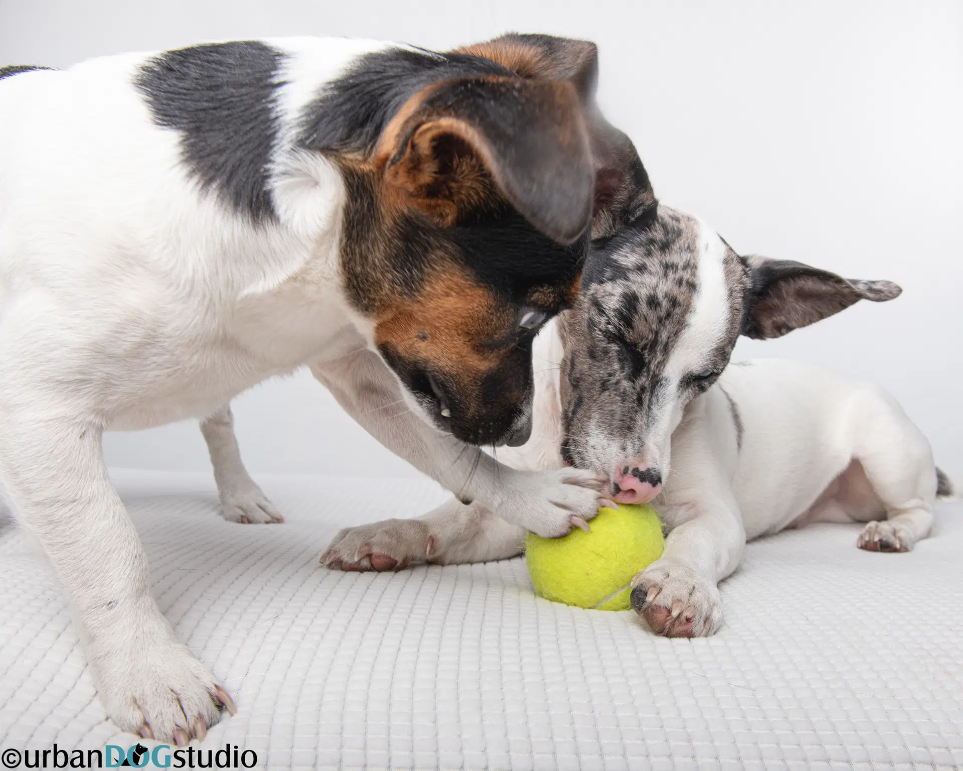 Bonded Pair - Peach  Sprout image 4