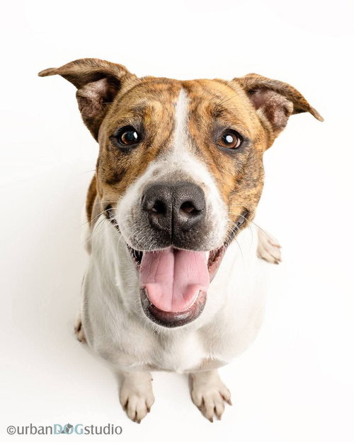 picture of the dog needing adoption