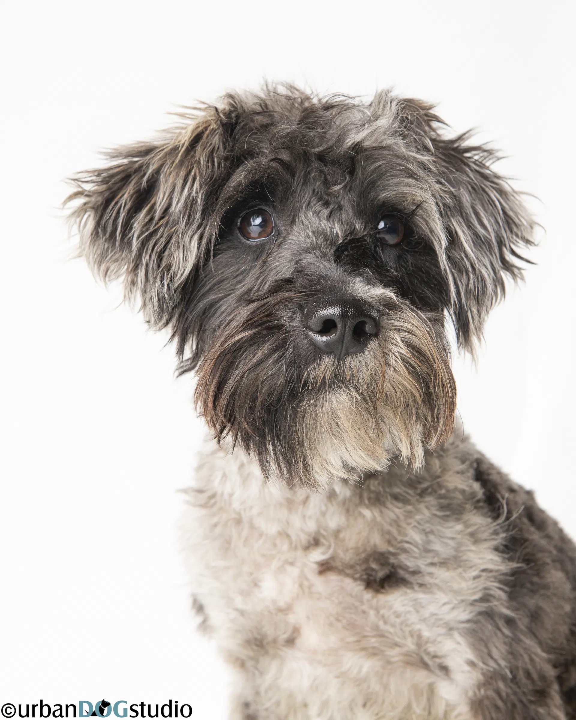 Pretzel - M - Schnauzer
