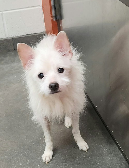 picture of the dog needing adoption