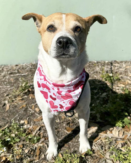 picture of the dog needing adoption