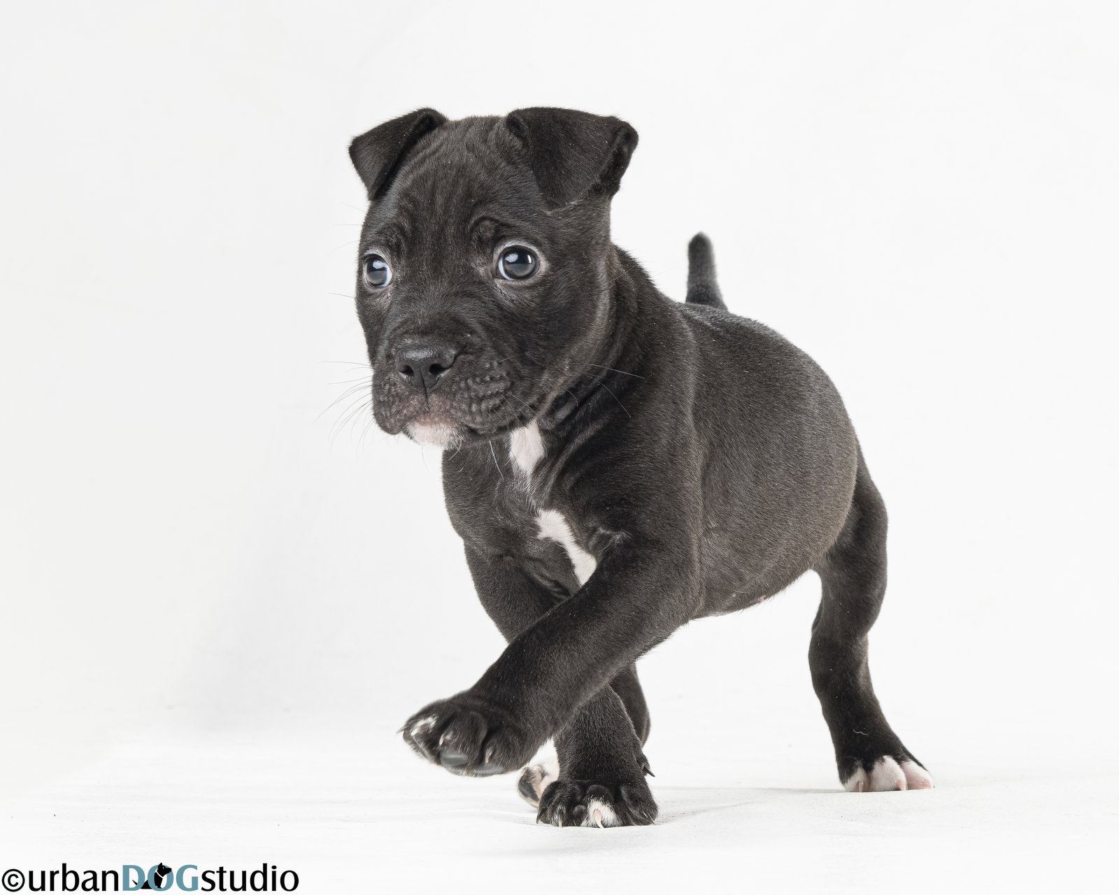Licorice - F Image