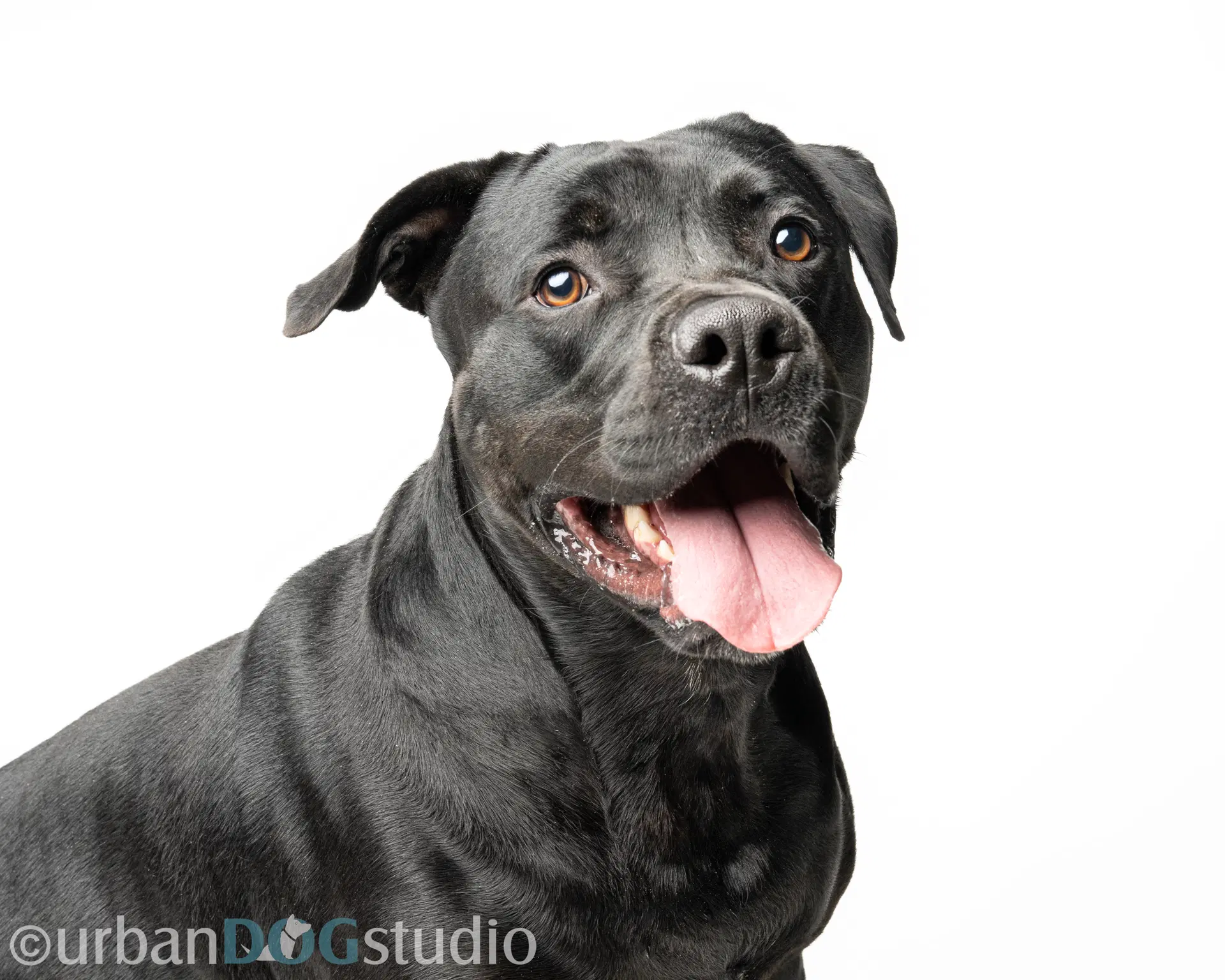 Doolie - M - Mastiff