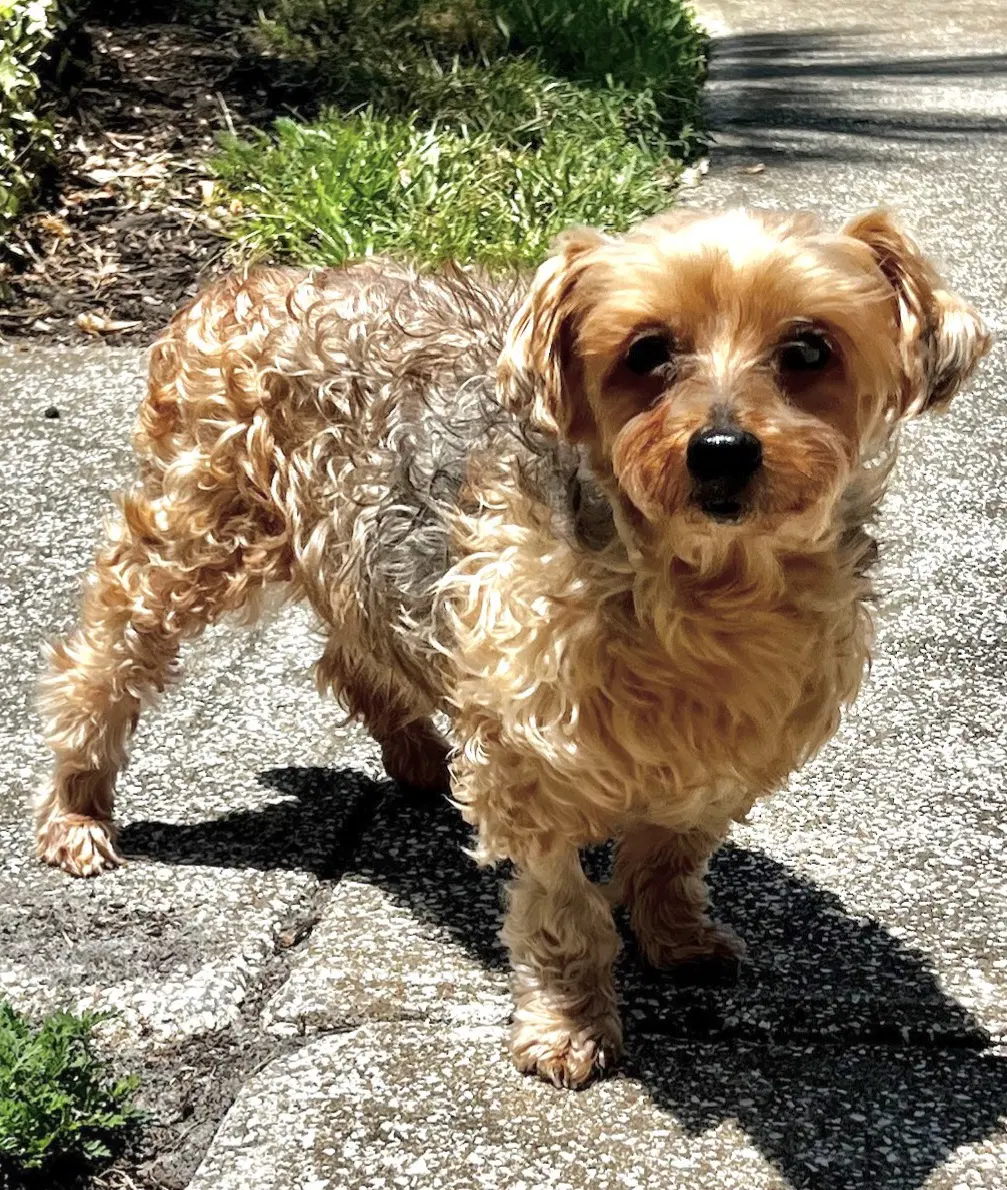 Louie - M - Yorkshire Terrier Yorkie