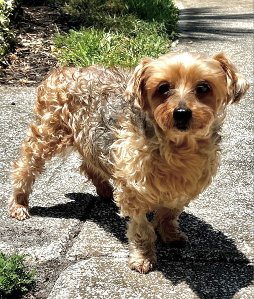 Louie - M, an adoptable Yorkshire Terrier Yorkie in Tampa, FL