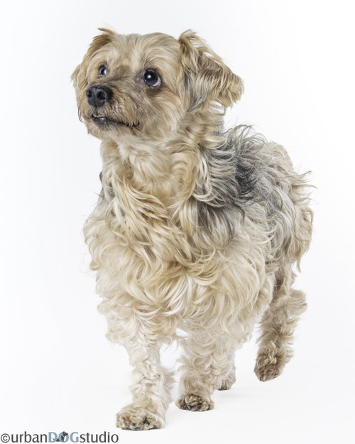 Louie photo 3