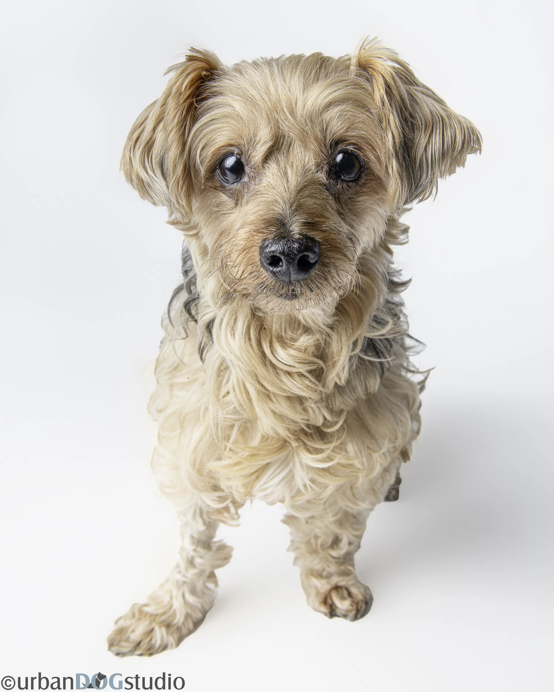 Louie - M image 4