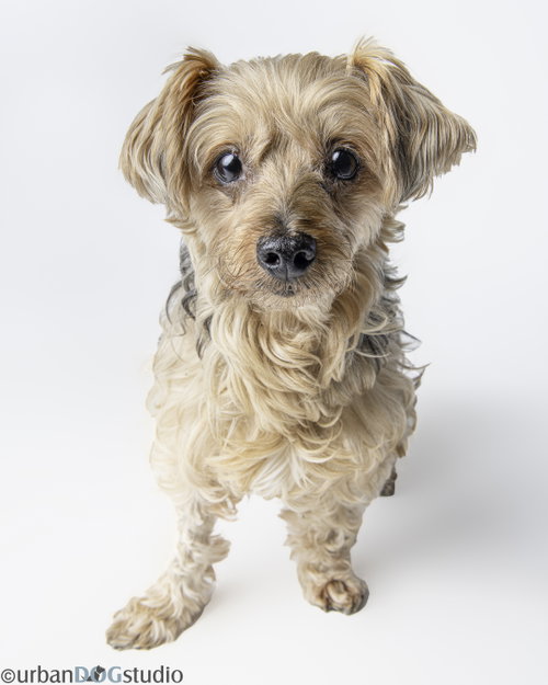 Louie photo 4