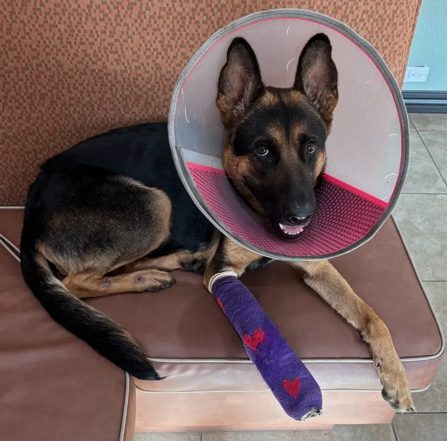 Dixie - F - German Shepherd Dog