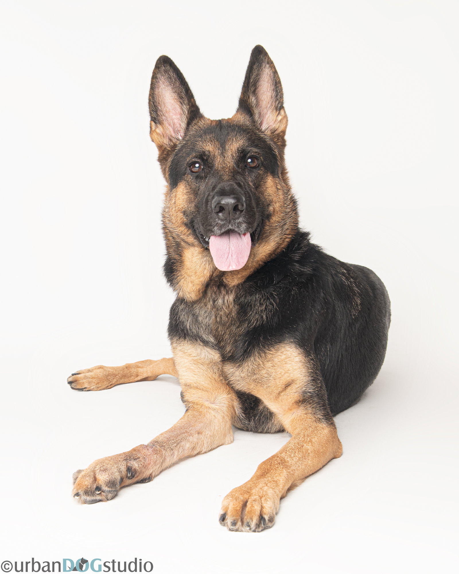 Dixie - F, photo 3