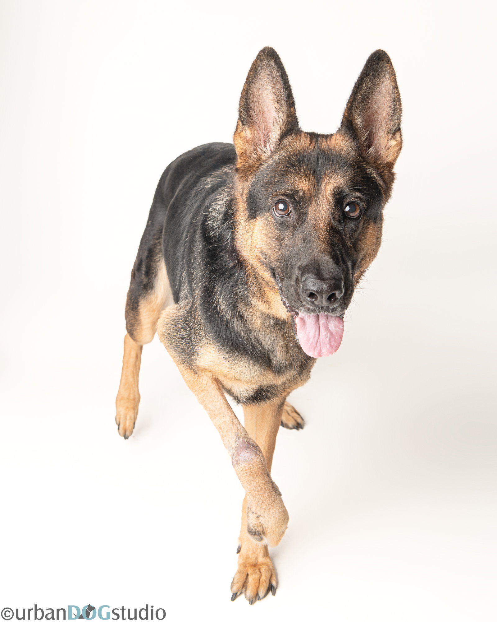 Dixie - F, photo 2