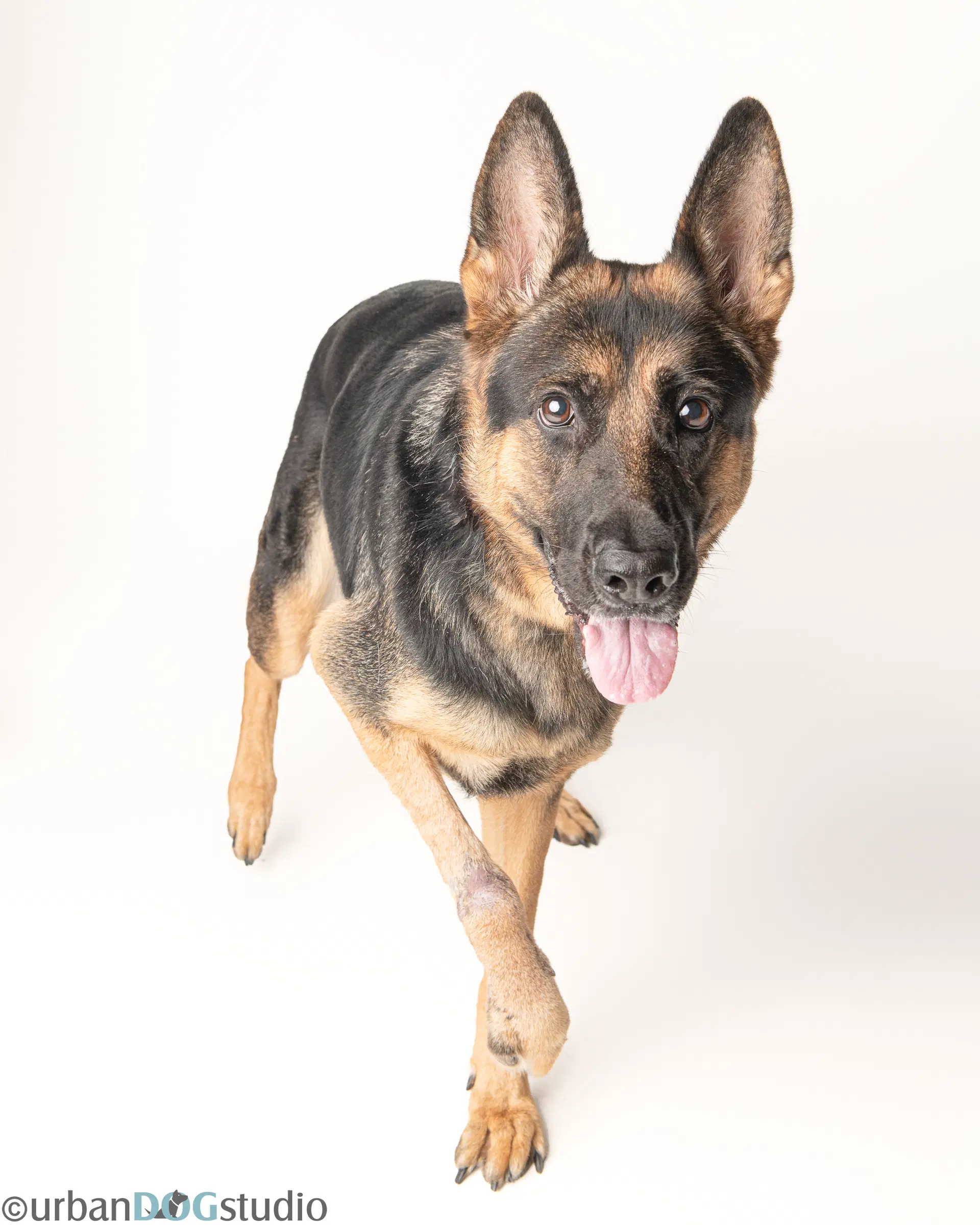 Dixie - F image 2