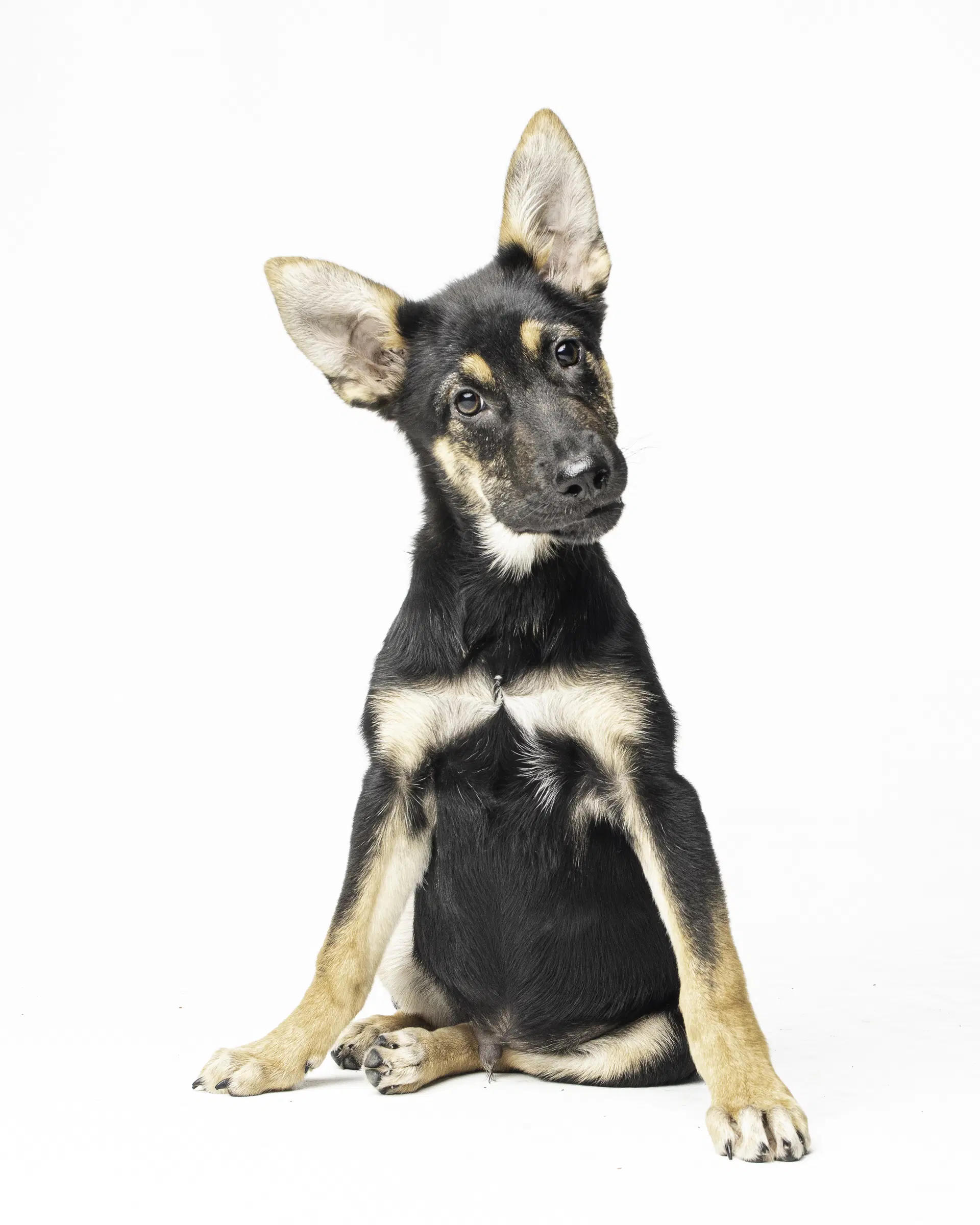 Stoney - M - German Shepherd Dog