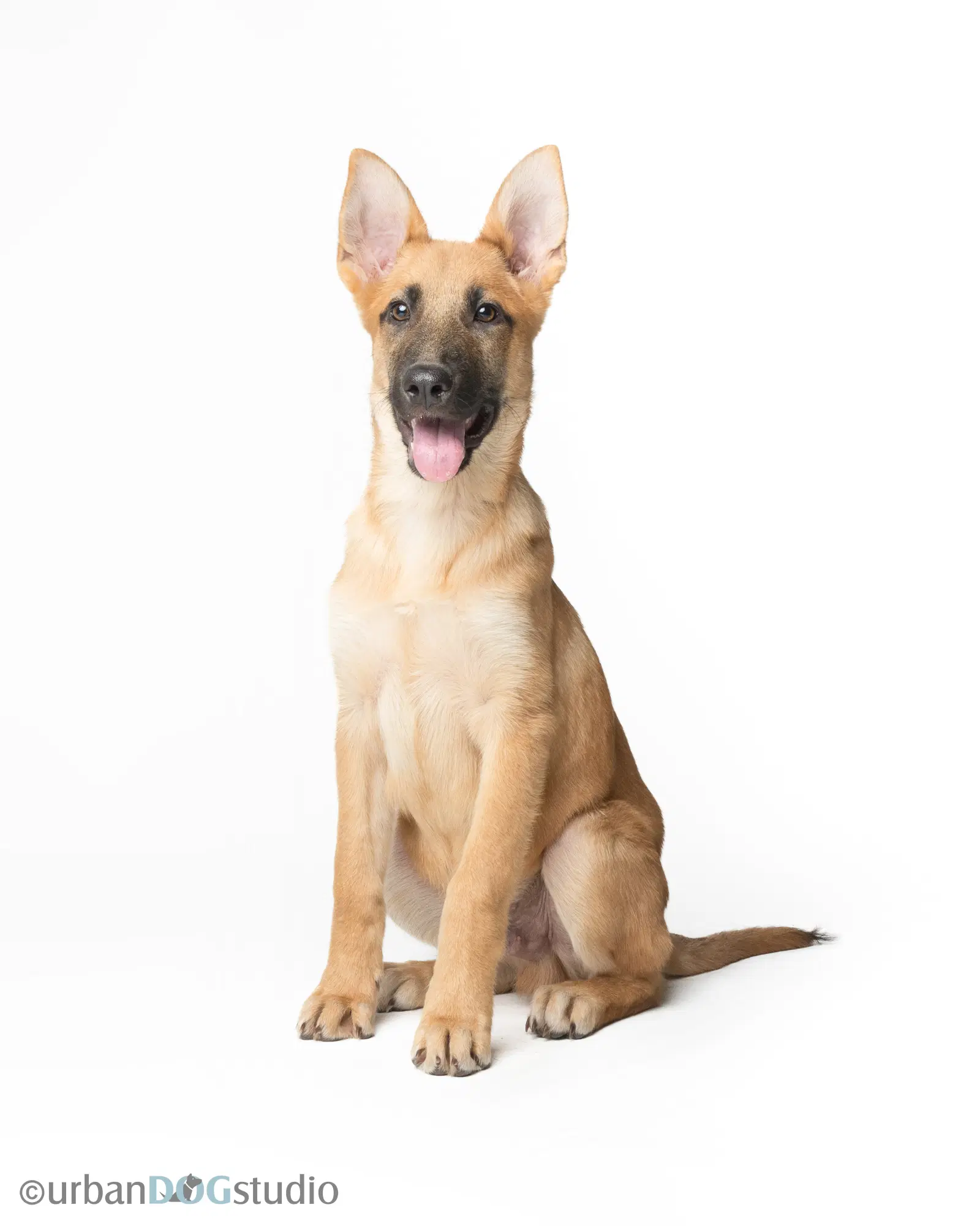 Rocky - M - German Shepherd Dog