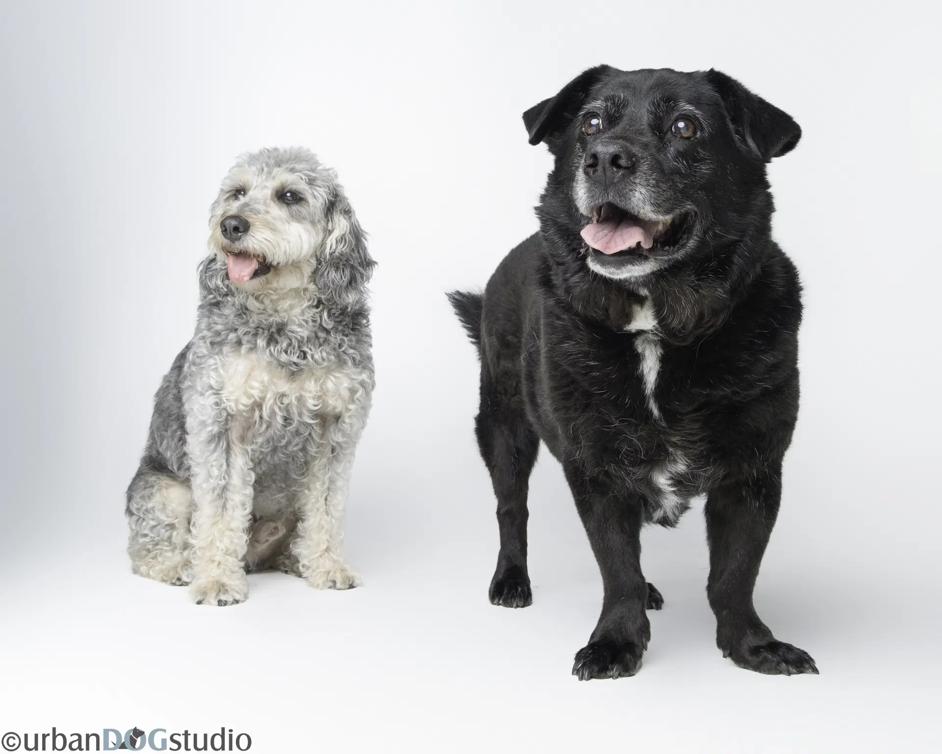 Bonded Pair - Cooper  Artie - Lab mix