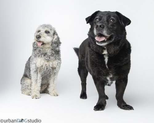 Bonded Pair - Cooper & Artie, an adoptable Labrador Retriever in Tampa, FL