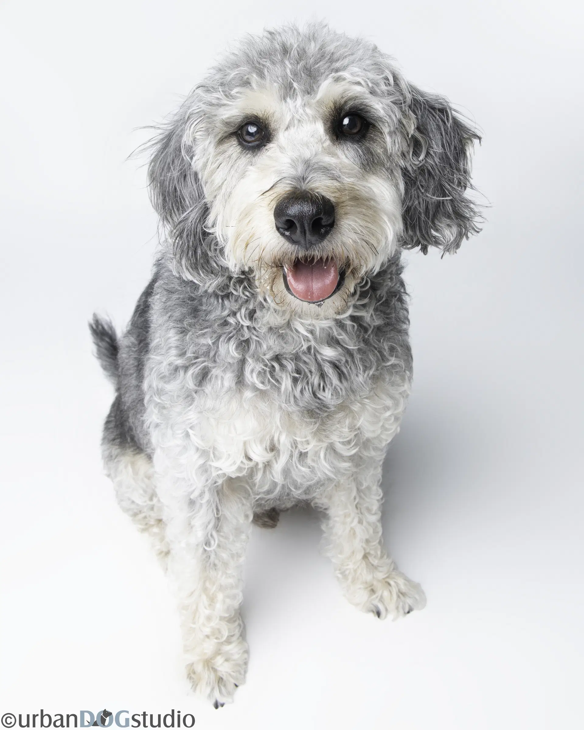 Bonded Pair - Cooper  Artie image 2