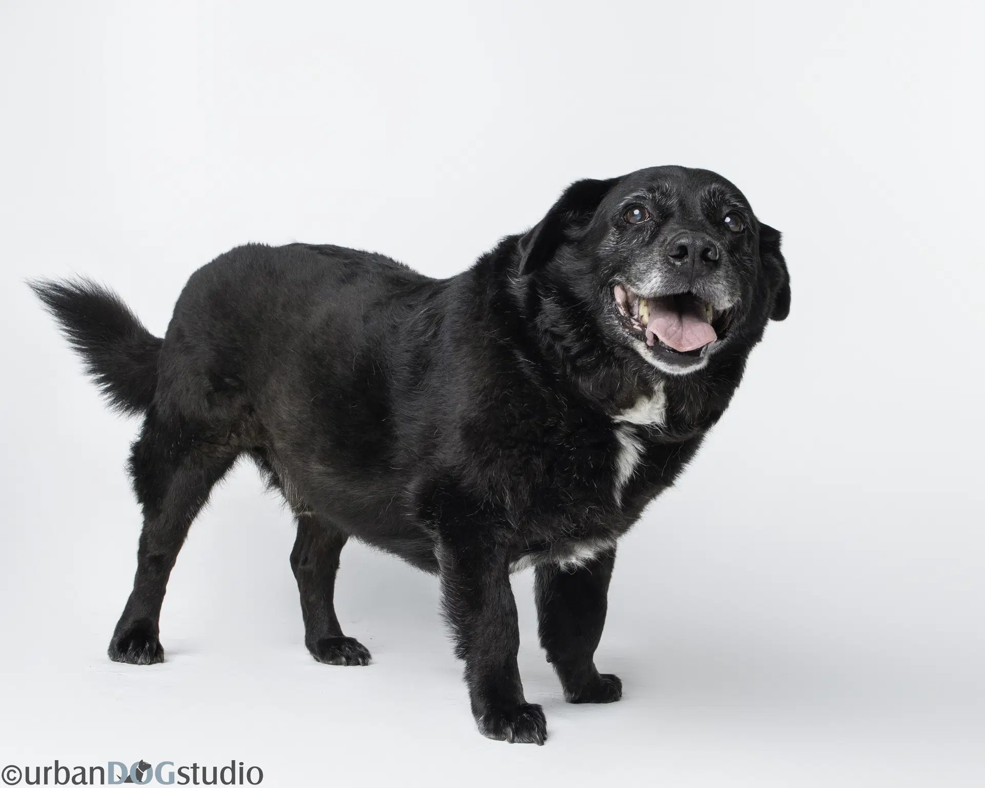 Bonded Pair - Cooper  Artie image 3