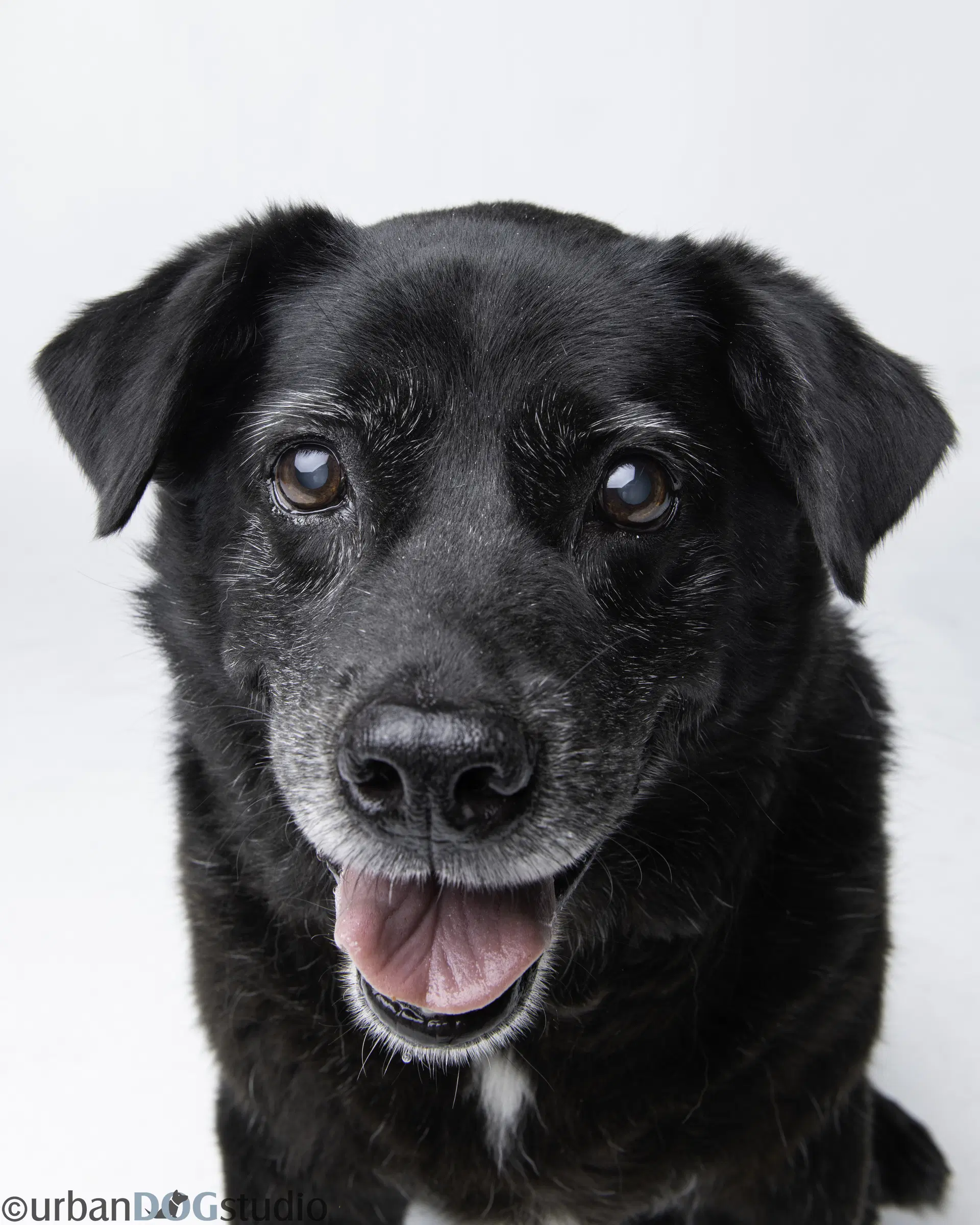 Bonded Pair - Cooper  Artie image 4