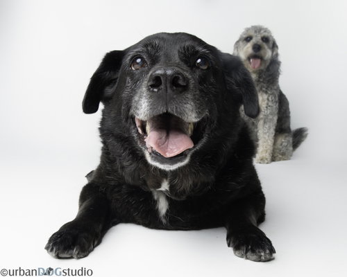 Bonded Pair photo 6