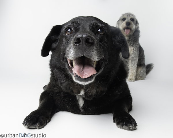 Bonded Pair - Cooper & Artie