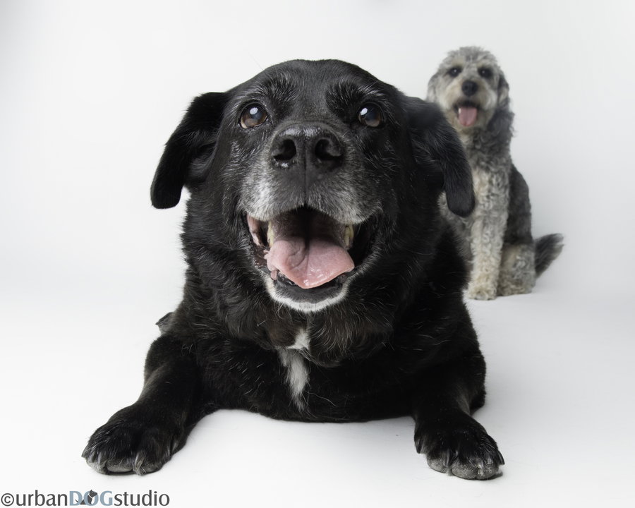 Bonded Pair - Cooper & Artie
