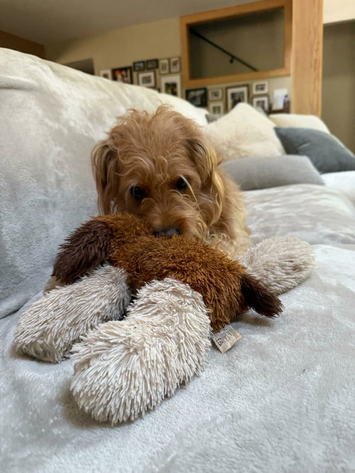 Winnie - M photo 1