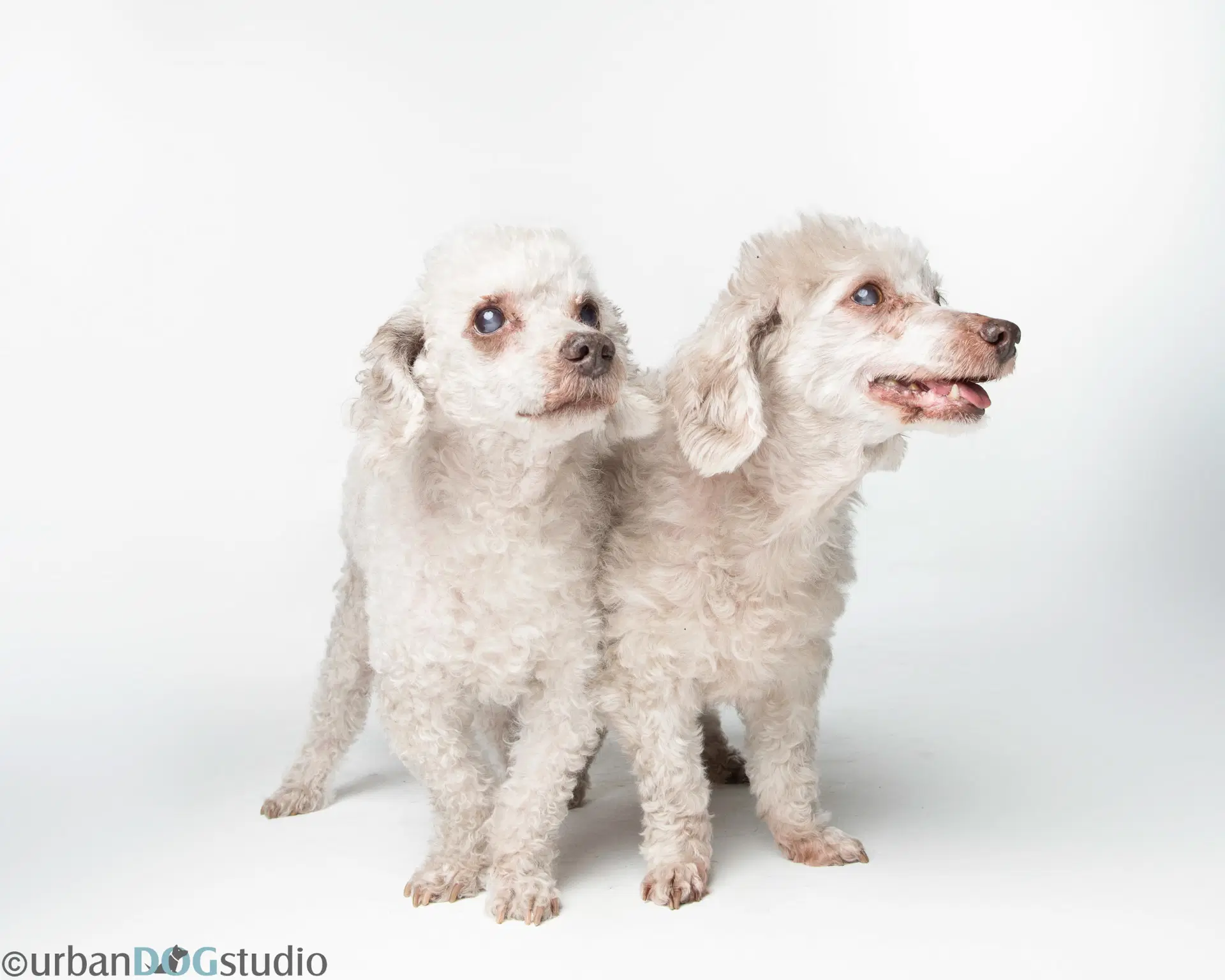 Bonded Pair - Hazel  Henry - Pekingese