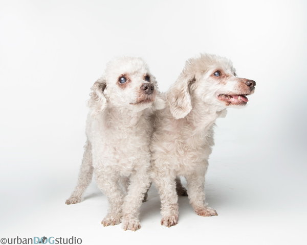 Bonded Pair - Hazel & Henry