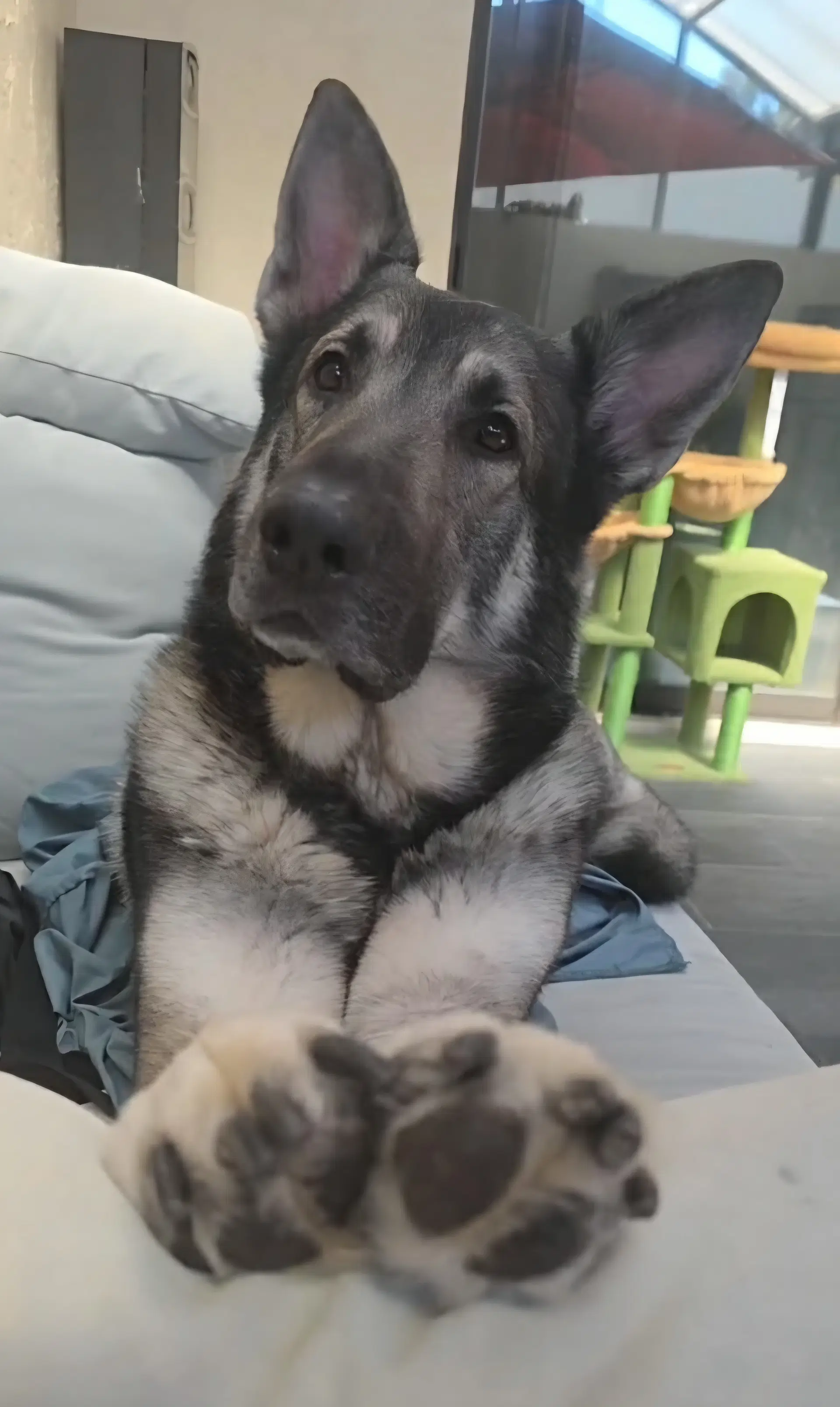 Kato -M - German Shepherd Dog