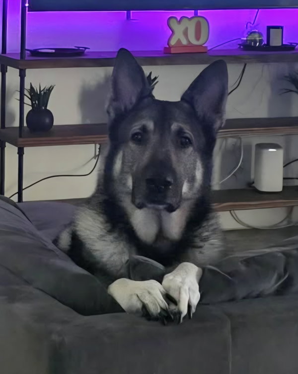 Kato -M