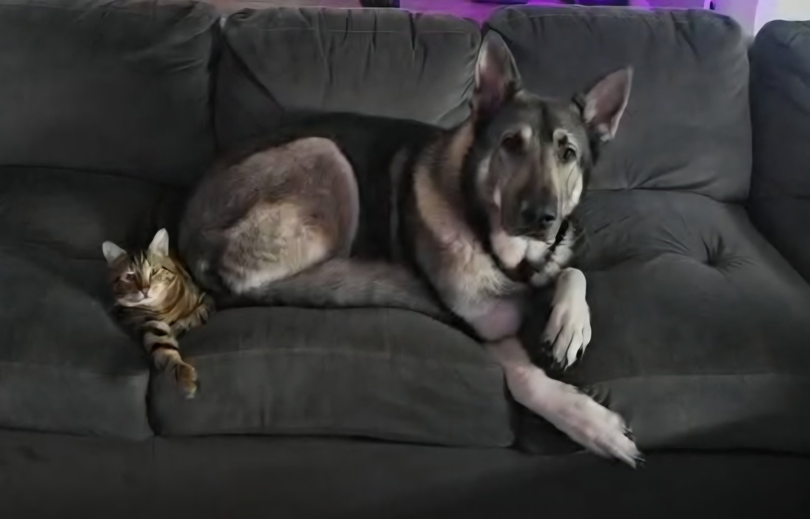 Kato & Friend - Bonded Pair, German Shepherd Dog