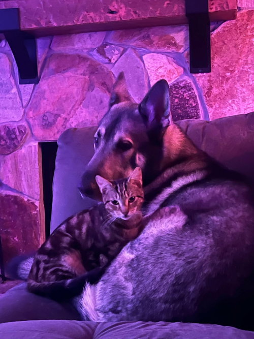 Kato & Friend - Bonded Pair photo 1