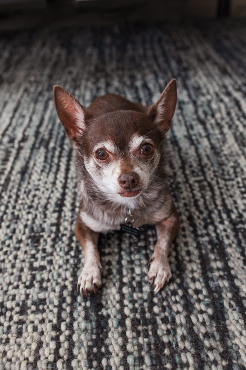 Photo 2 of Toosie - M
