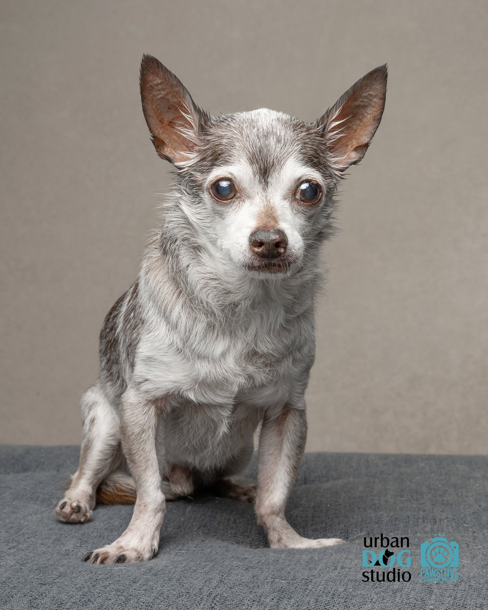 Toosie - M, photo 3